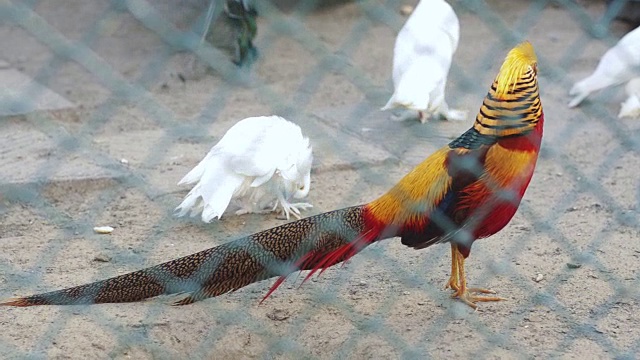 金鸡在篱笆笼子附近不安地走着