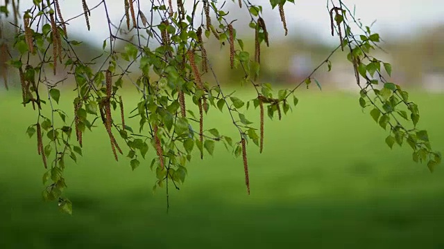 桦树在五月里融化了树叶