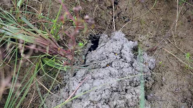 猎手捕捉泥蟹进入稻田土壤的特写