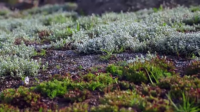 草坪上有不同类型的苔藓。北自然背景。