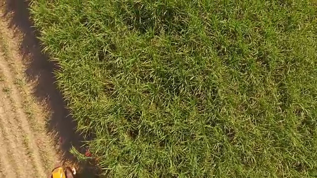甘蔗收获种植园空中