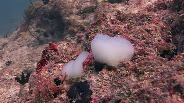 海蛞蝓的背景彩色珊瑚水下景观马尔代夫。