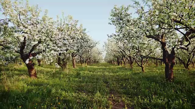 盛开的苹果园