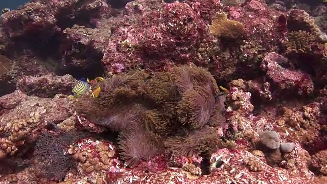 海葵和小丑鱼在海底的野生动物马尔代夫。
