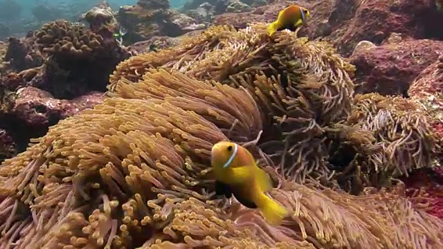 海葵和小丑鱼在海底的野生动物马尔代夫。