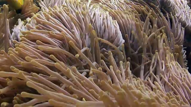 海葵和小丑鱼在海底的野生动物马尔代夫。