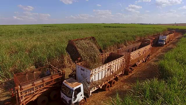 甘蔗收获种植园空中