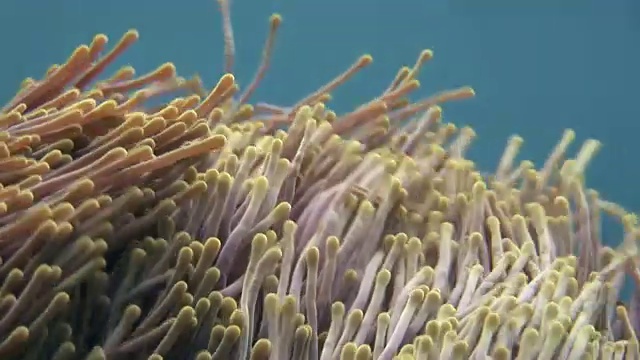 海葵和小丑鱼近距离观察马尔代夫海底的野生动物。