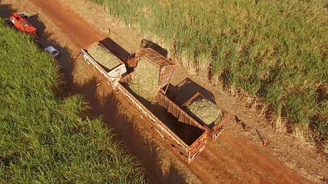 甘蔗收获种植园空中