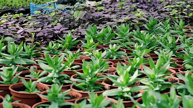 在水培温室苗圃中栽培观赏或装饰植物的苗木