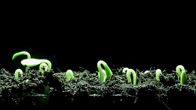 种子发芽时间流逝