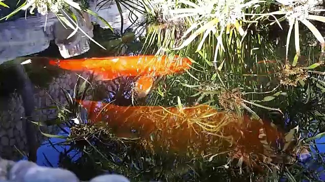 日本鲤鱼在水中，日本锦鲤浮在装饰池塘。花式鲤鱼或锦鲤有红色、橙色和白色。装饰亮丽的鱼漂浮在池塘里