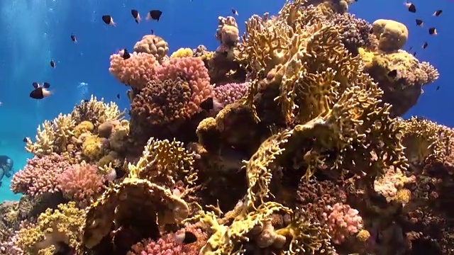 潜水员在红海的Abu Nuhas珊瑚礁下潜水。
