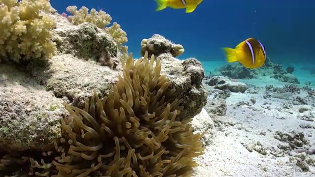 海葵和小丑鱼的背景水下沙底在红海。