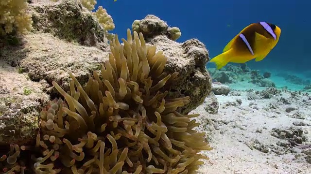 海葵和小丑鱼的背景水下沙底在红海。
