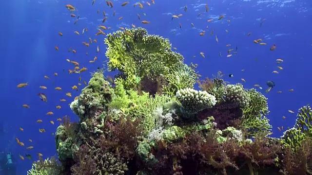 海洋中的珊瑚