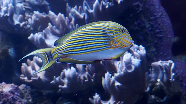 蓝色带状硬刺鱼(线刺棘鱼)，也被称为斑马硬刺鱼。海洋水族馆里的热带鱼。