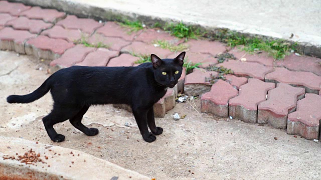 一只可爱的黑猫。