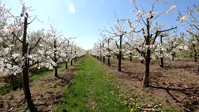 樱花树，果树种植园，春天，大自然奇观，4K