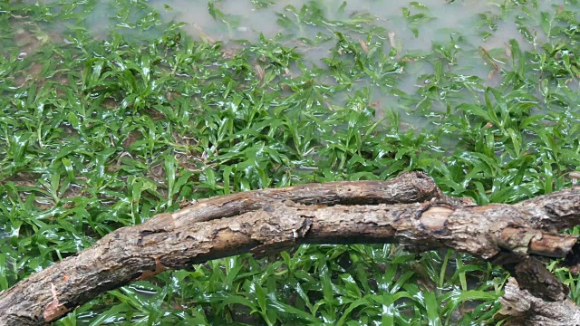 雨点滴落在大水坑上。泰国的热带雨量