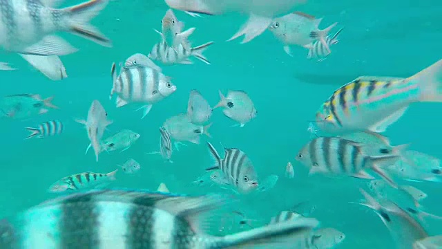 一群热带带状蝴蝶鱼