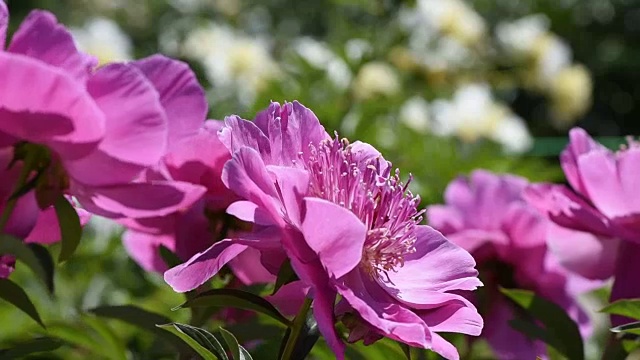 花园花牡丹