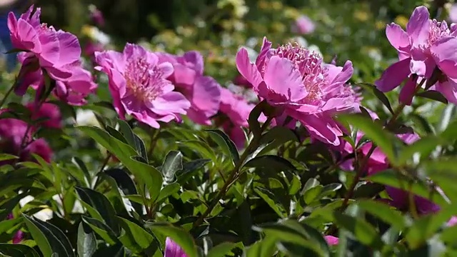 花园花牡丹