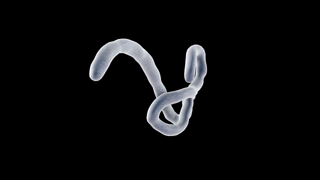 詳情圖-埃博拉病毒的3D動畫在黑色背景和alpha