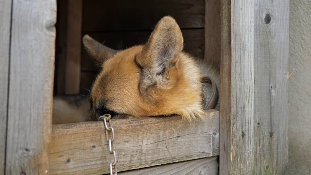 近距离观看德国牧羊犬与悲伤的眼睛隐藏在狗屋的脸