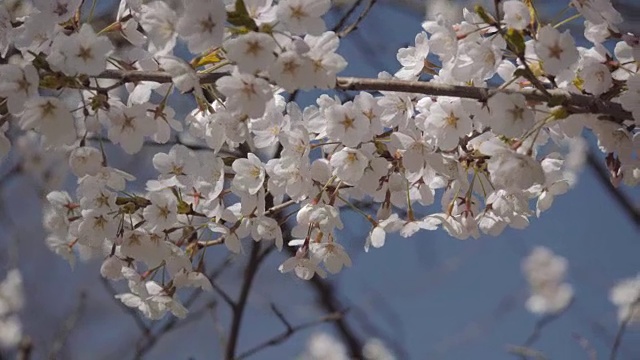 2018年樱花盛放。