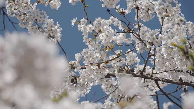 2018年樱花盛放。