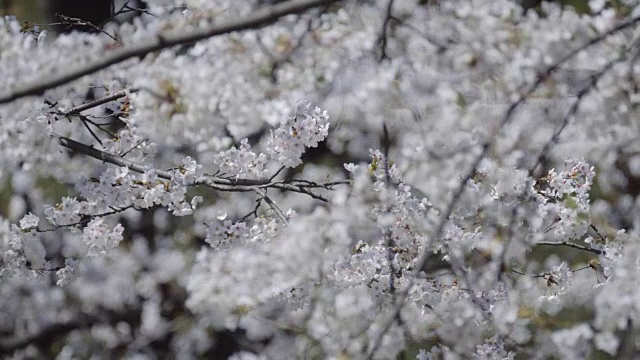 2018年樱花盛放。