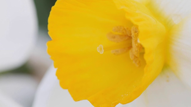 雄蕊，水仙花的花粉，宏观