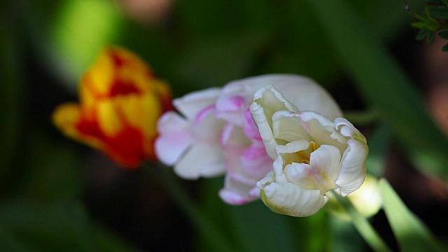 郁金香花夏季花园