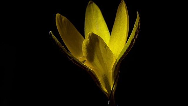 黄番红花，藏红花，花椒花。时间流逝的视频。俯视图