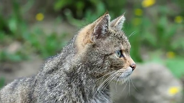 欧洲野猫