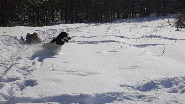 黑色和白色的西班牙猎犬在公园里奔跑