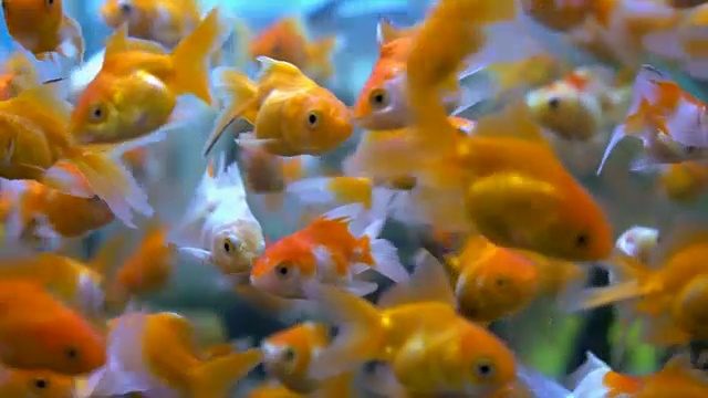 金鱼在水族馆