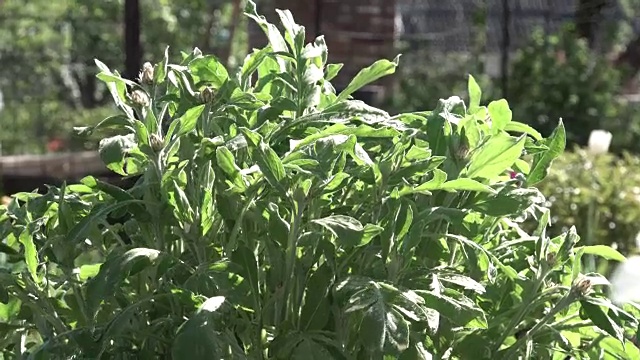 绿色的花灌木从风中移动