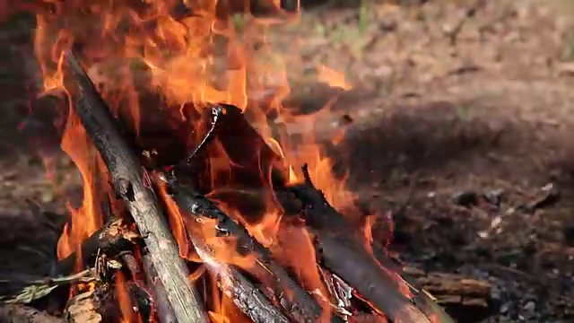 燃烧在森林里的枯枝篝火