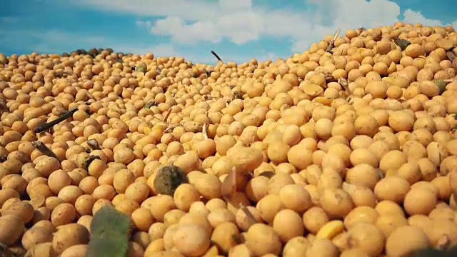 大豆和云