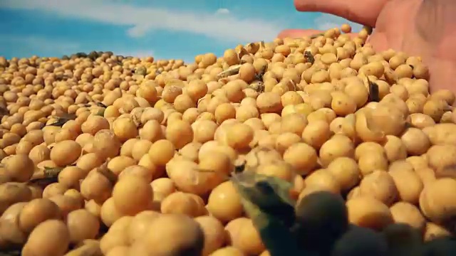 详情图-大豆和云