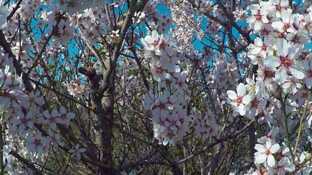 杏树在山的背景下开花。和起重机操作员一起拍摄视频