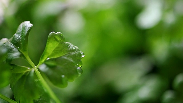 芹菜幼苗浇水