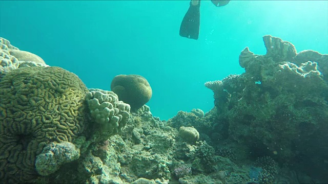 人们潜水漂过珊瑚礁