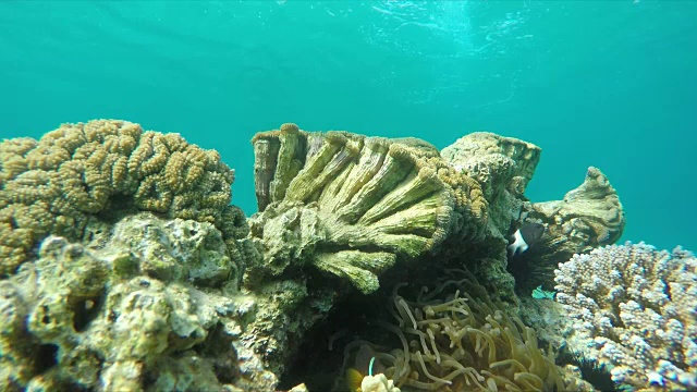 潜水员游向珊瑚礁
