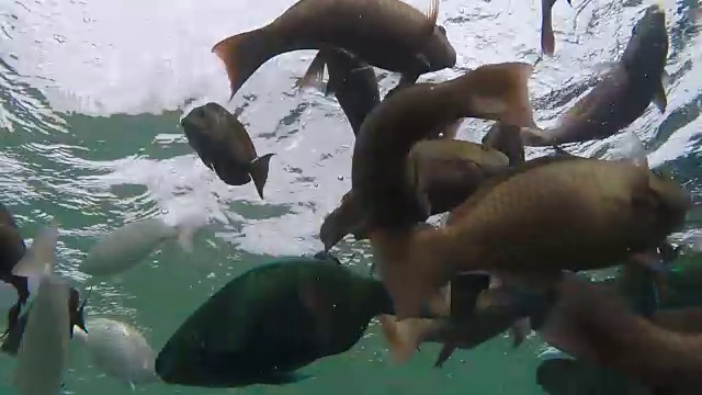 一群热带鱼在珊瑚礁附近游泳