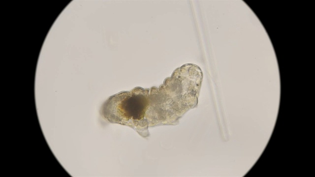 地球上最持久的生物是显微镜下缓慢移动的生物