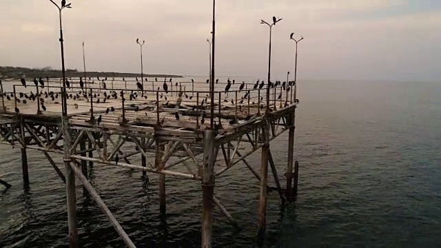 鸟瞰图，一群鸬鹚在日落的海面上围绕着一座废弃的桥飞行