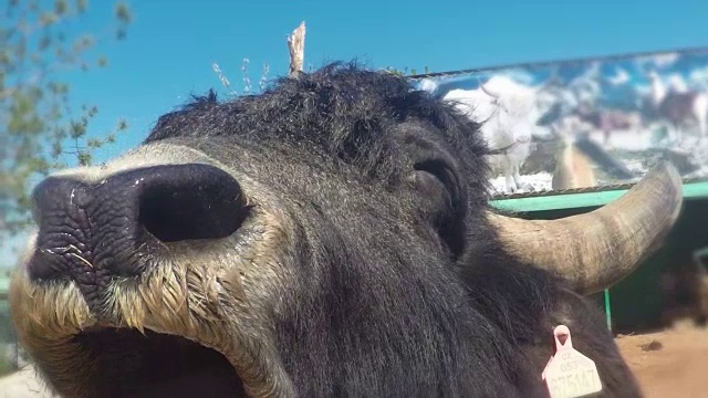 在动物园里，一头巨大的野牛张开嘴巴，要求得到一份款待